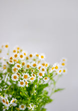 Load image into Gallery viewer, Daisies II