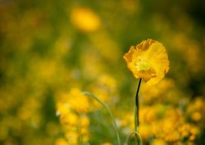 Poppies II