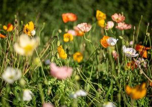 Poppies I